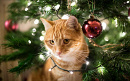 Cover: Der Weihnachtsbaum ist katzensicher, oder?