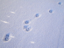 Cover: Spuren im Schnee